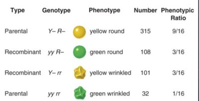 Dihybrid cross phenotypic ratios
