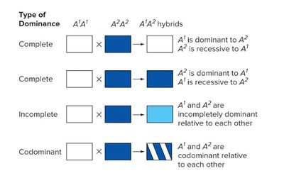 Types of dominance: complete, incomplete, codominance