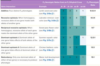 Genotypic ratios from dihybrid crosses with gene interactions