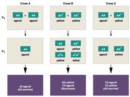 Genetic crosses showing lethal alleles in mice