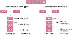 Epistasis of h locus over blood antigen locus