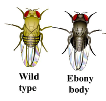 Wild type and ebony body fruit flies