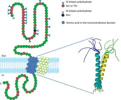 Structure of glycophorin A in MN blood group