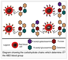 Diagram of ABO blood group antigens