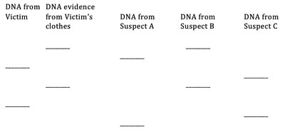DNA RFLP crime investigation gel