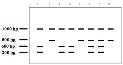Gel electrophoresis for lactose intolerance