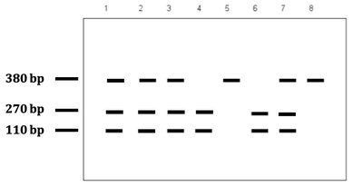 Gel electrophoresis for mouse bent tail RFLP