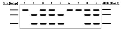 Gel electrophoresis for mouse hereditary disease RFLP