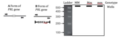 PRL gene PCR and restriction map