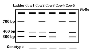 Gel electrophoresis for cow PRL gene