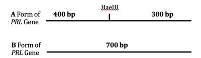 PCR product sizes for PRL gene insertion