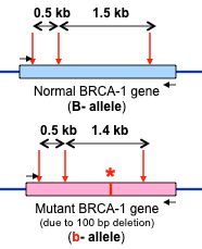 BRCA-1 gene restriction map