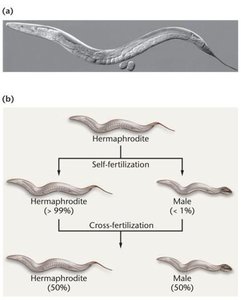 C. elegans sexual phenotypes and reproduction