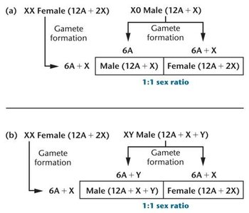 Sex determination mechanisms: XO and XY systems