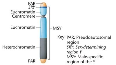 Regions of the human Y chromosome