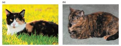 Calico and tortoiseshell cats illustrating X-inactivation mosaicism