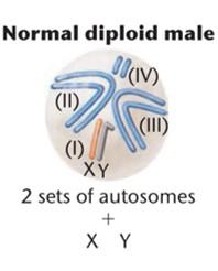 X:A ratios and sexual morphology in Drosophila