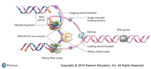 Replication fork with labeled enzymes and proteins