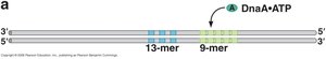 Strand separation at oriC