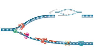 Replication fork with leading and lagging strand synthesis