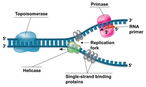 Replication fork with topoisomerase, helicase, primase, SSBs