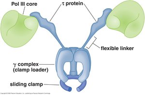 DNA polymerase III holoenzyme structure
