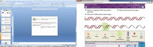 Primer removal and gap filling by DNA polymerase I