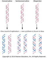 Models of DNA replication: conservative, semiconservative, dispersive