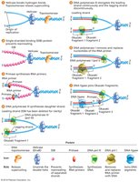 Summary diagram of DNA replication in E. coli
