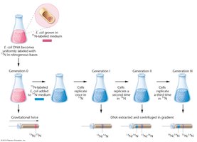 Meselson-Stahl experiment setup and results