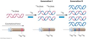 Meselson-Stahl experiment generations and DNA densities