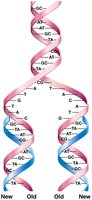 Semiconservative replication: new and old strands