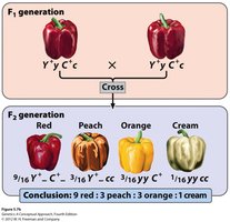F2 generation pepper color phenotypes