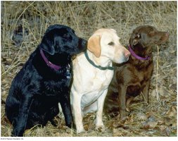 Labrador retriever coat color variants