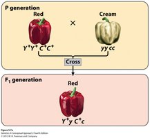 Pepper color inheritance diagram