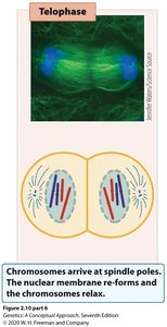 Telophase: Chromosomes arrive at poles, nuclear envelope reforms