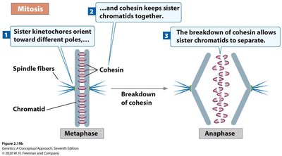 Cohesin breakdown during mitosis