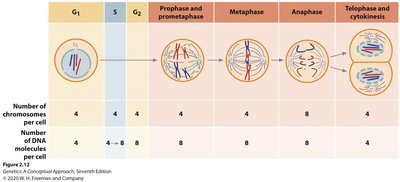 Table of chromosome and DNA molecule numbers during mitosis