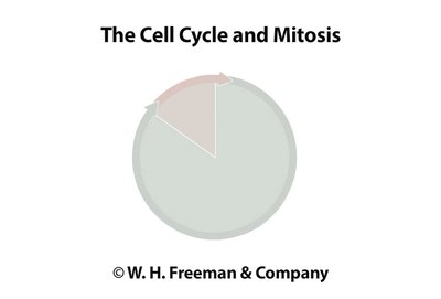 Meiosis I and II: Reduction and equational division