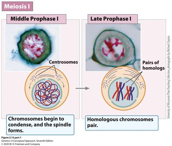 Late Prophase I: Chiasmata and crossing over