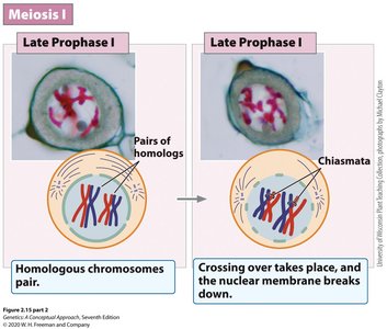 Cohesin and shugoshin regulation in meiosis