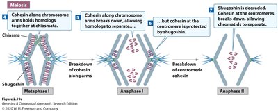 Anaphase II and Telophase II in meiosis