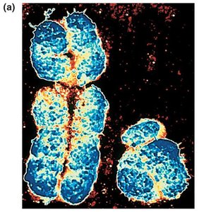 Genetic variation in meiosis