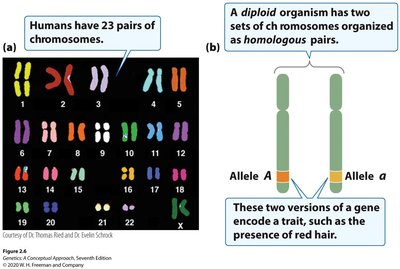 Human karyotype and homologous chromosome pairs