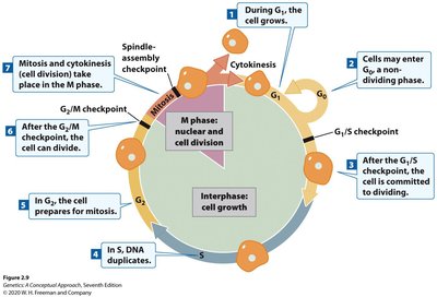 Diagram of the cell cycle