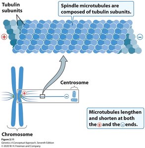 Spindle microtubules and chromosome attachment