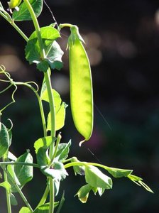 Garden pea pod