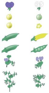 F2 generation showing purple and white flowers