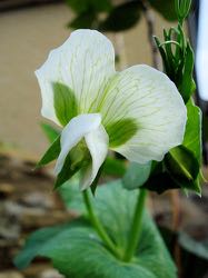 White pea flower