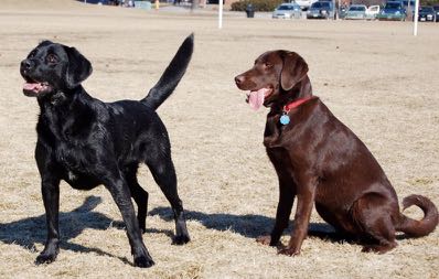 Black and chocolate Labrador retrievers